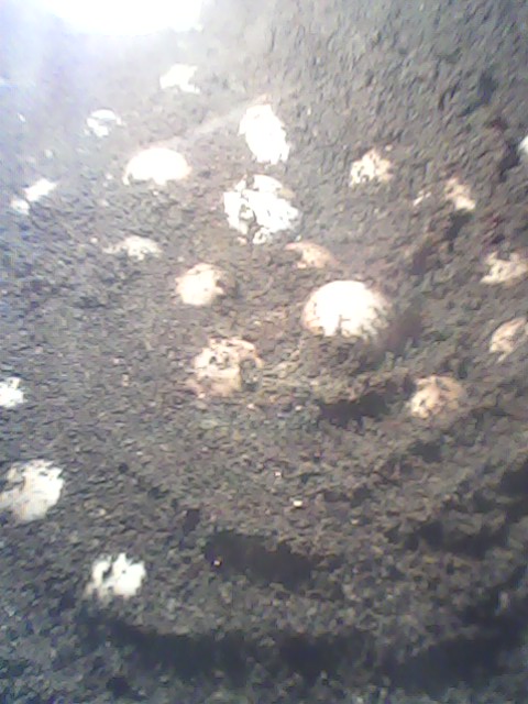 telur kura-kura belawa di penangkaran
