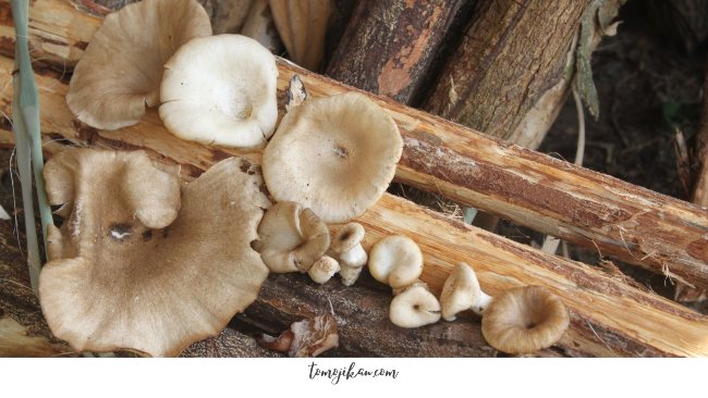jenis jamur liar kayu